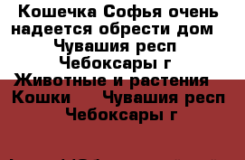 Кошечка Софья очень надеется обрести дом  - Чувашия респ., Чебоксары г. Животные и растения » Кошки   . Чувашия респ.,Чебоксары г.